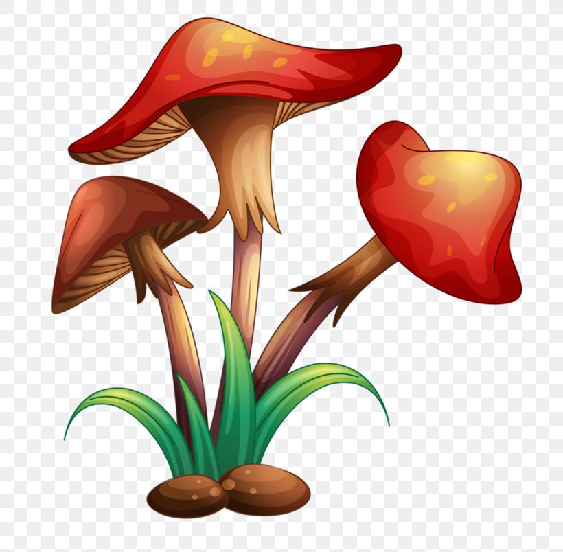 Royalty-free Mushroom Illustrator, PNG, 771x804px, Royaltyfree, Amanita Muscaria, Flower, Flowering Plant, Flowerpot Download Free