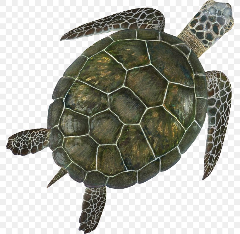 Green Sea Turtle Reptile, PNG, 780x800px, 3d Computer Graphics, Turtle, Autodesk Maya, Box Turtle, Chinese Softshell Turtle Download Free