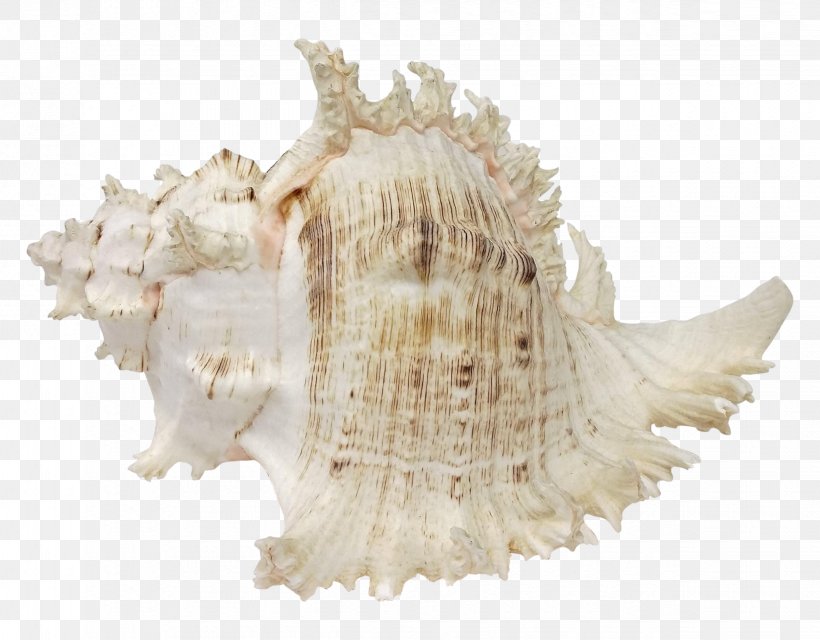 Seashell Murex Conchology Shankha, PNG, 2448x1912px, Seashell, Chairish, Conch, Conchology, Lace Download Free