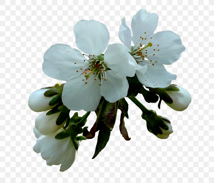 Flower Digital Image Tulip Clip Art, PNG, 1361x1165px, Flower, Apples, Blossom, Branch, Cerasus Download Free