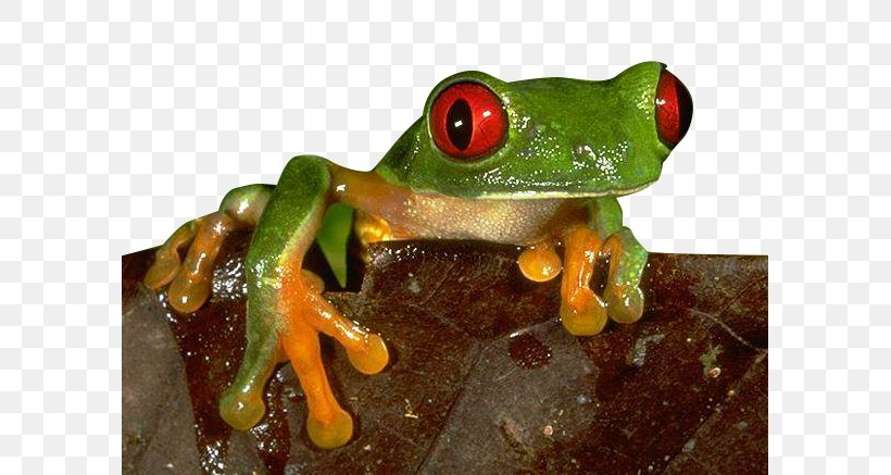 The Concise Nature Encyclopedia Frog Ischemia, PNG, 595x437px, Frog, Amphibian, Animal, Animal Sauvage, Blobfish Download Free