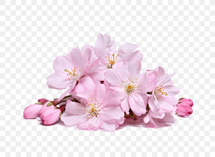 Cherry Blossom Flower Stock Photography, PNG, 658x600px, Watercolor, Cartoon, Flower, Frame, Heart Download Free
