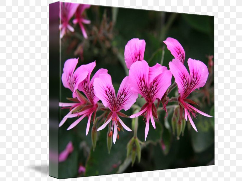 Crane's-bill Pink M Annual Plant Family Close-up, PNG, 650x612px, Crane Sbill, Annual Plant, Closeup, Family, Flora Download Free