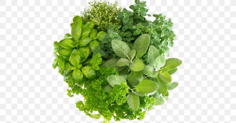 Herbal Tea Masala Chai Health Basil, PNG, 734x427px, Herb, Basil, Culinary Arts, Food, Grass Download Free