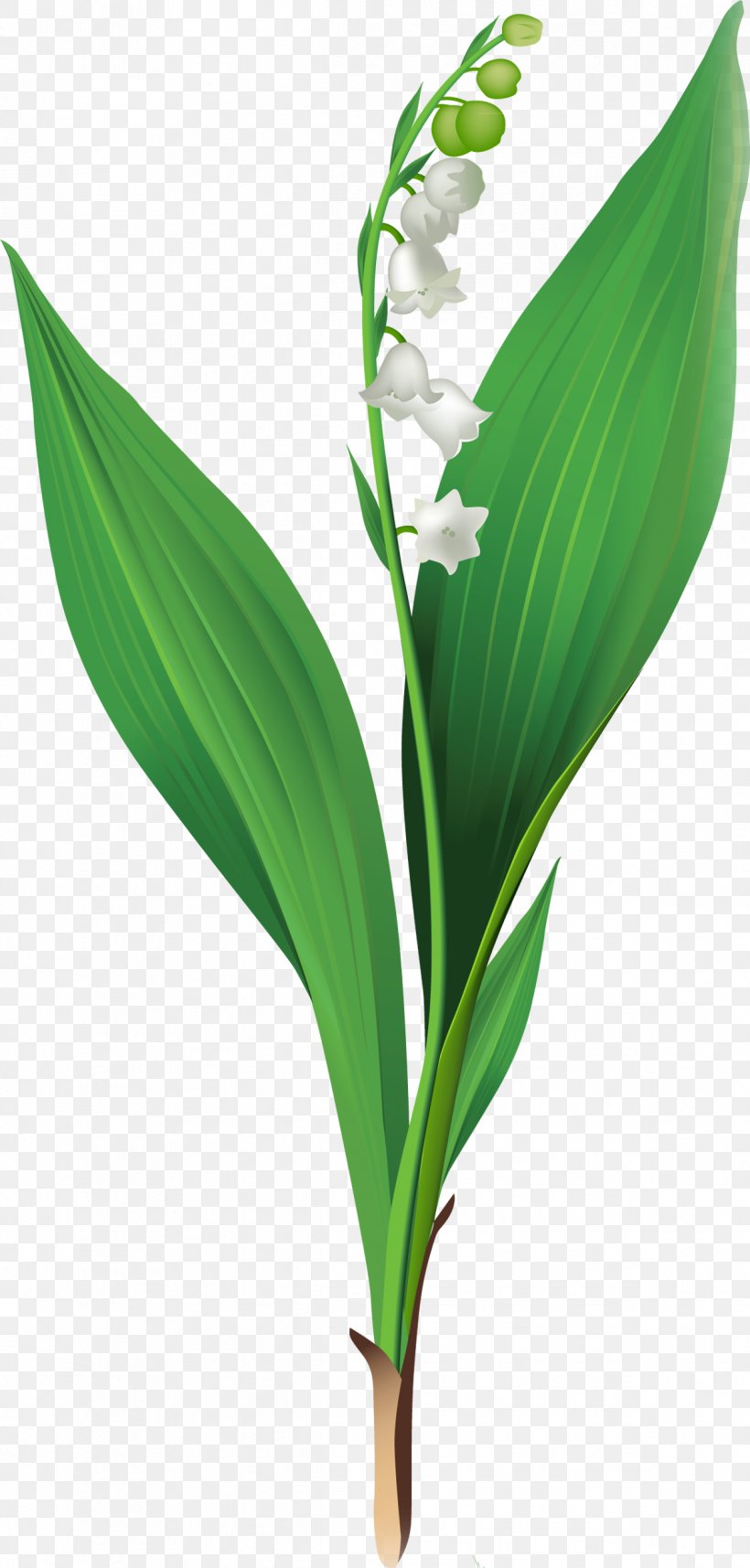 Lily Of The Valley Cut Flowers Clip Art, PNG, 1195x2500px, Lily Of The Valley, Art, Commodity, Cut Flowers, Easter Lily Download Free