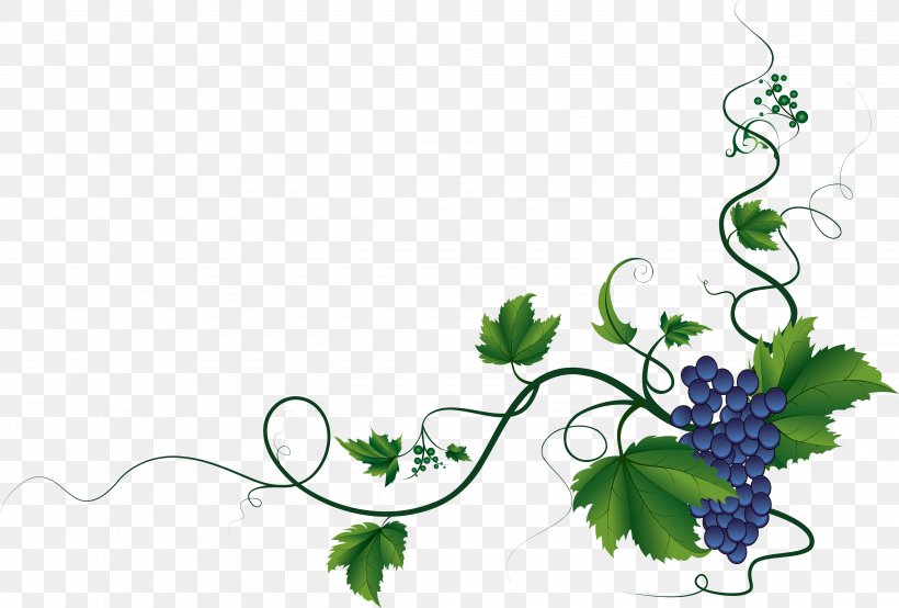 Vinny's Of Carroll Gardens Wine Italian Cuisine Common Grape Vine Restaurant, PNG, 4449x3007px, Wine, Branch, Common Grape Vine, Drink, Flora Download Free