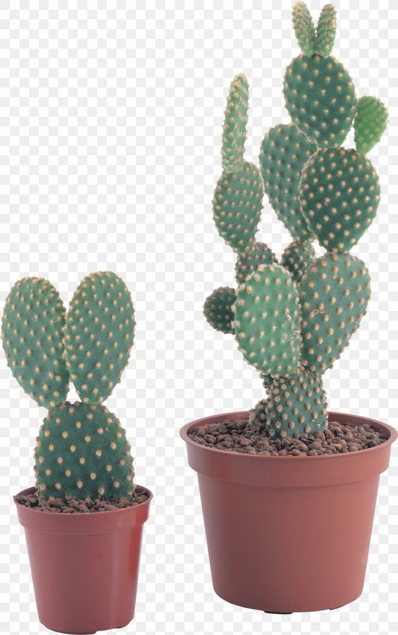 Cactus Icon Clip Art, PNG, 1756x2800px, Barbary Fig, Cactaceae, Cactus, Caryophyllales, Drought Tolerance Download Free