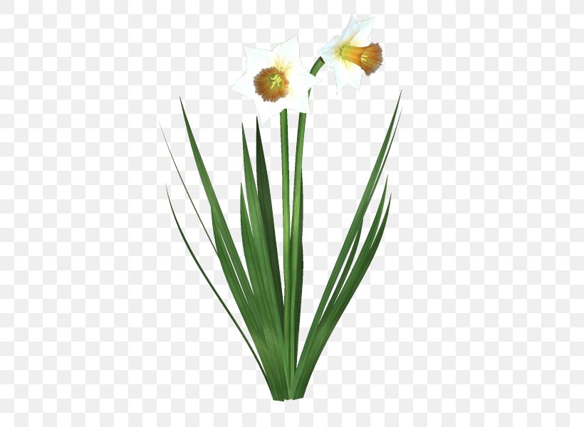 Cut Flowers Flowerpot Plant Stem Petal, PNG, 600x600px, Cut Flowers, Flower, Flowering Plant, Flowerpot, Grass Download Free