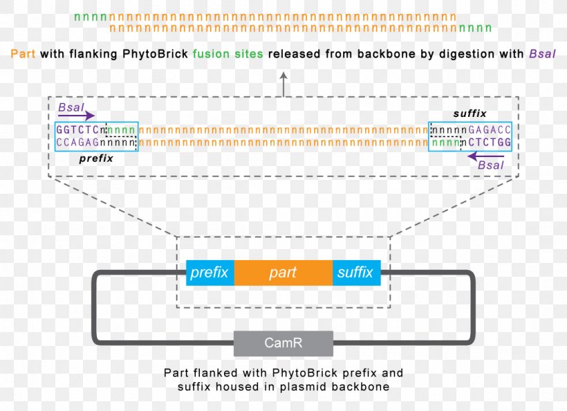 International Genetically Engineered Machine Synthetic Biology Vector Plasmid, PNG, 1101x798px, Biology, Area, Brand, Cloning, Computer Program Download Free