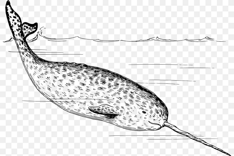 Narwhal Walrus Arctic Tusk Clip Art, PNG, 800x546px, Narwhal, Arctic, Beak, Black And White, Craft Download Free