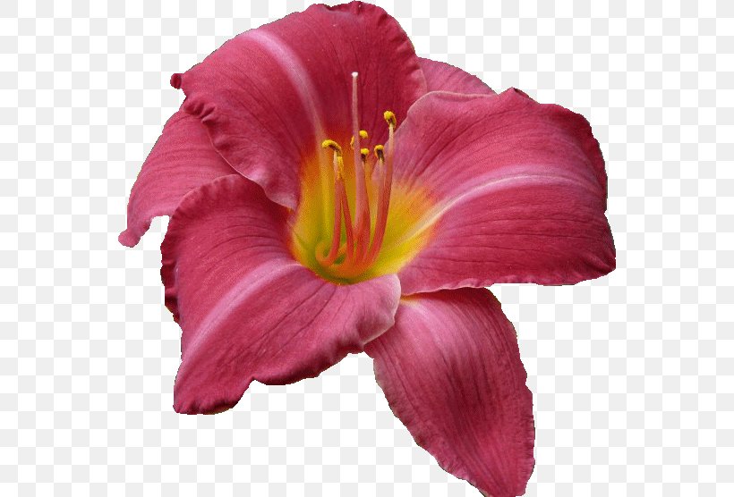 Petal Cut Flowers Pink M, PNG, 556x556px, Petal, Cut Flowers, Daylily, Flower, Magenta Download Free