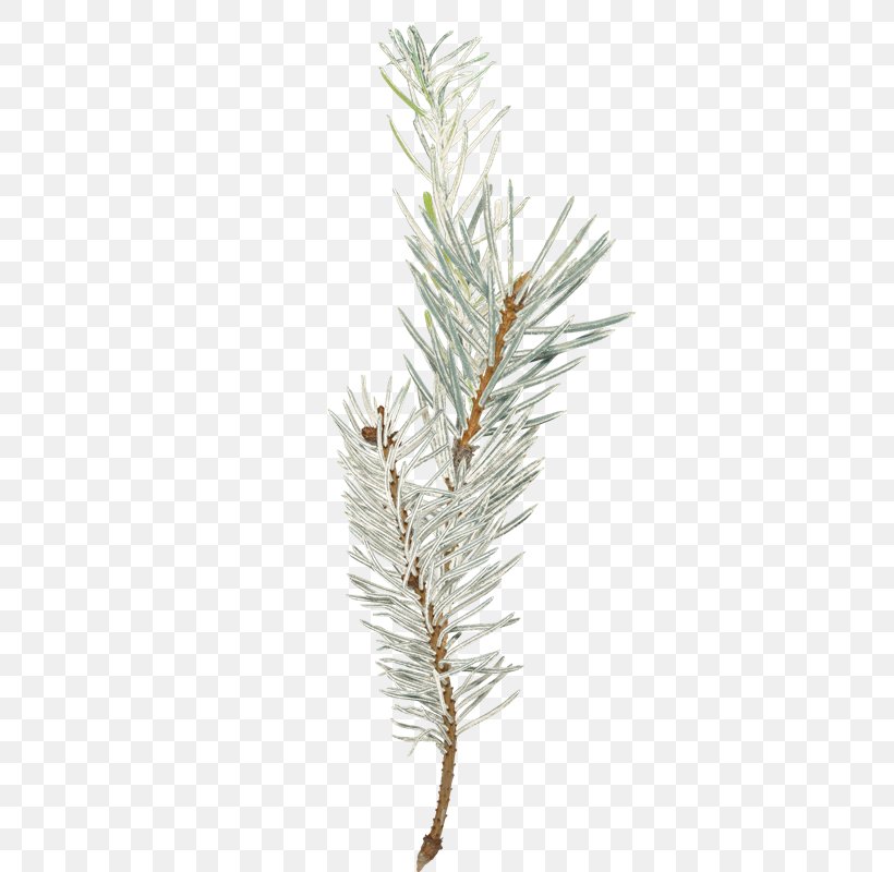 Spruce Photography Video Larch, PNG, 346x800px, Spruce, Branch, Christmas, Christmas Ornament, Conifer Download Free