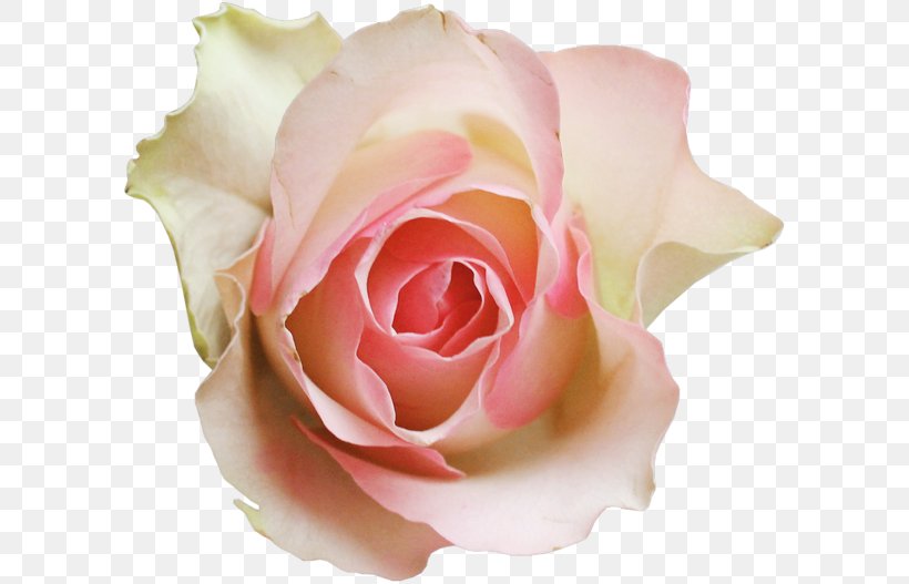 Garden Roses Centifolia Roses Clip Art, PNG, 600x527px, Garden Roses, Centifolia Roses, China Rose, Close Up, Cut Flowers Download Free
