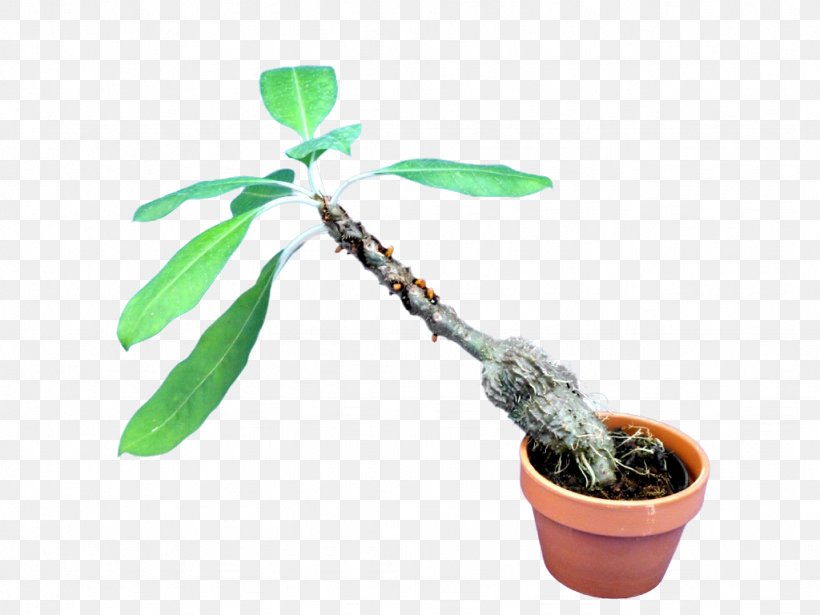 Myrmecodia Tuberosa Myrmecophyte Sansevieria Houseplant, PNG, 1024x768px, Myrmecophyte, Embryophyta, Flowerpot, Herb, Herbalism Download Free