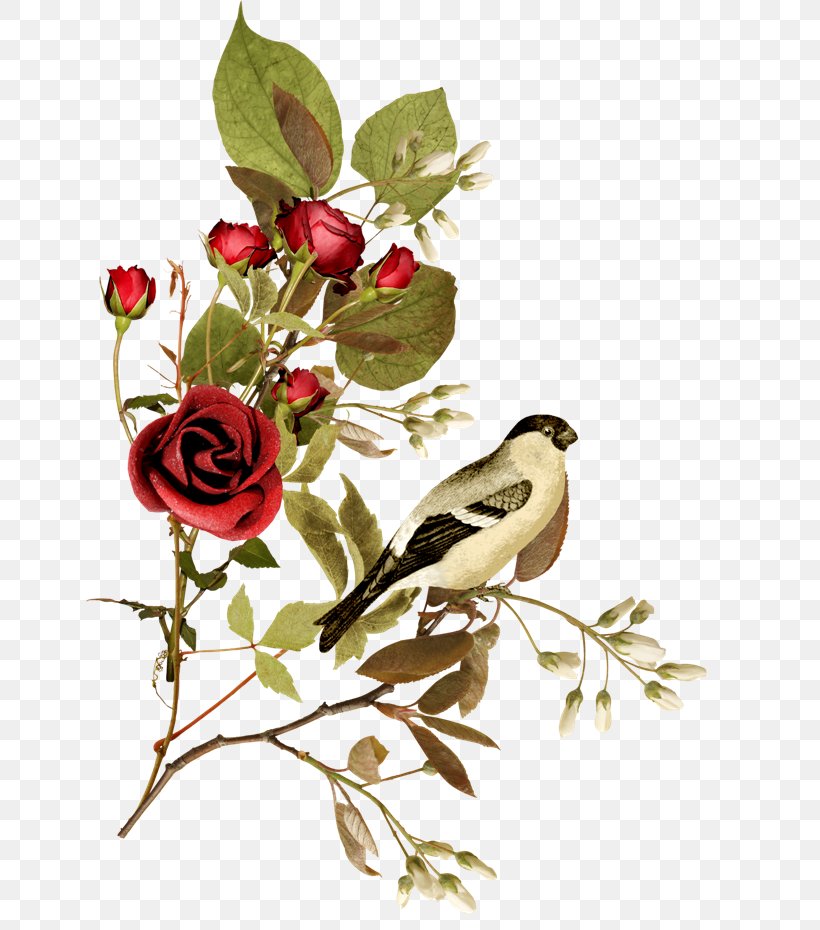 Clip Art Garden Roses Image, PNG, 650x930px, Rose, Art, Bird, Branch, Cut Flowers Download Free
