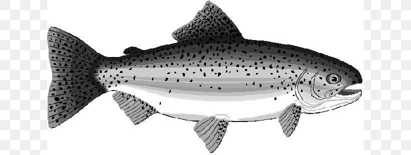 Rainbow Trout Salmon Clip Art, PNG, 632x310px, Rainbow Trout, Black And White, Bony Fish, Brook Trout, Brown Trout Download Free