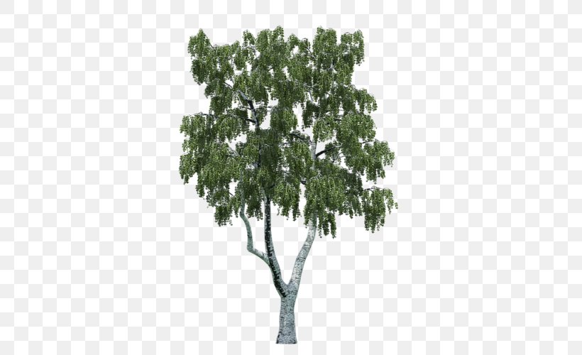 Tree Populus Nigra, PNG, 500x500px, Tree, Branch, Cottonwood, Eastern White Pine, Maple Download Free