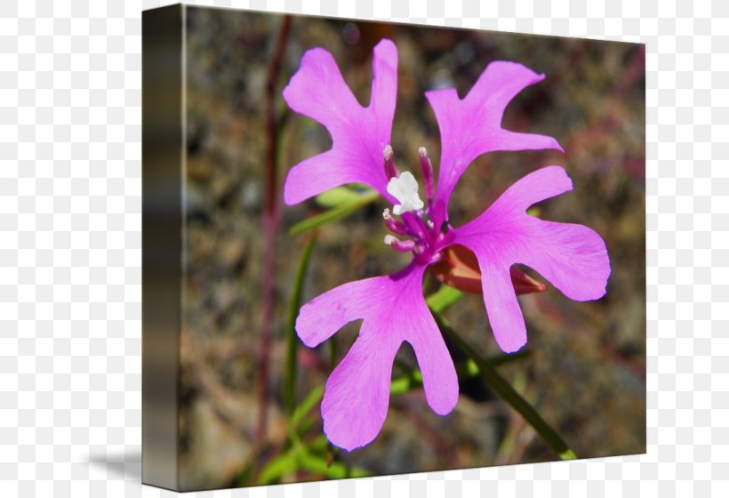 Clarkia Pulchella Wildflower Plant Petal Lychnis Flos-cuculi, PNG, 650x560px, Wildflower, Cattleya, Clarkia, Color, Family Download Free