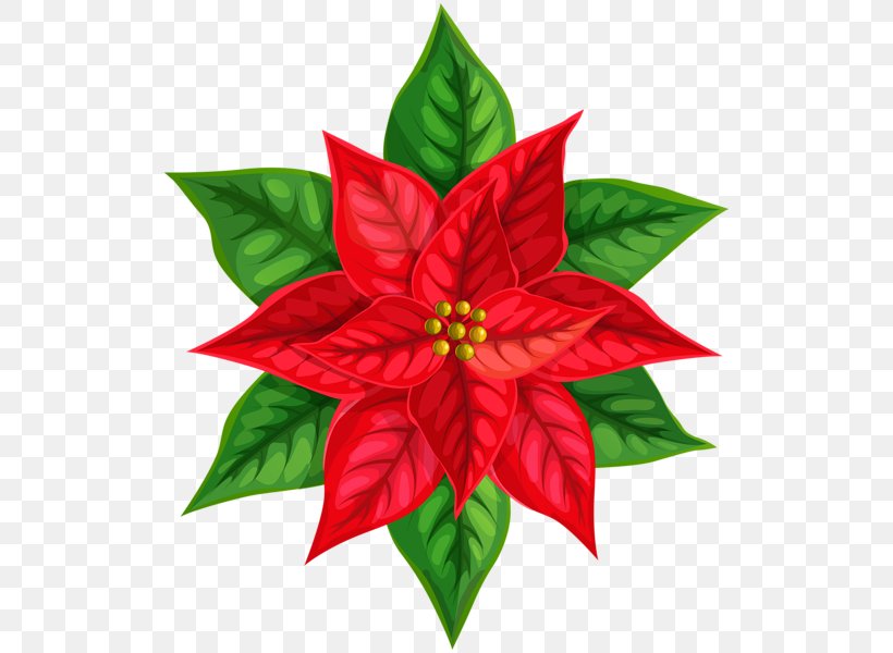 Poinsettia Drawing Clip Art Christmas Day Illustration, PNG, 524x600px, Poinsettia, Can Stock Photo, Christmas Day, Christmas Ornament, Drawing Download Free