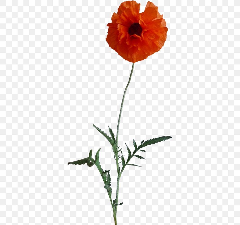 Poppy Flower Picture Frames Clip Art, PNG, 359x768px, Poppy, Annual Plant, Ansichtkaart, Author, Coquelicot Download Free