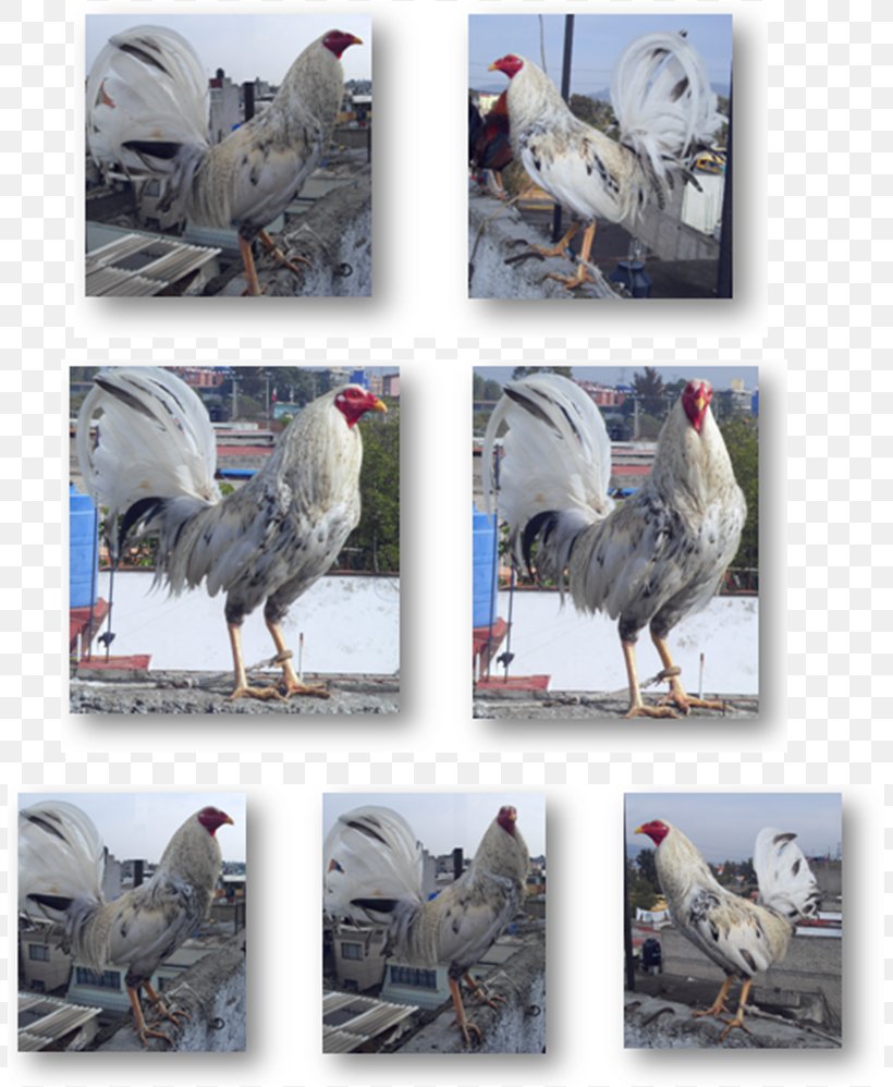 Rooster Gamecock Dominique Chicken Modern Game Fowl American Game, PNG, 807x998px, Rooster, American Game, Beak, Bird, Breed Download Free