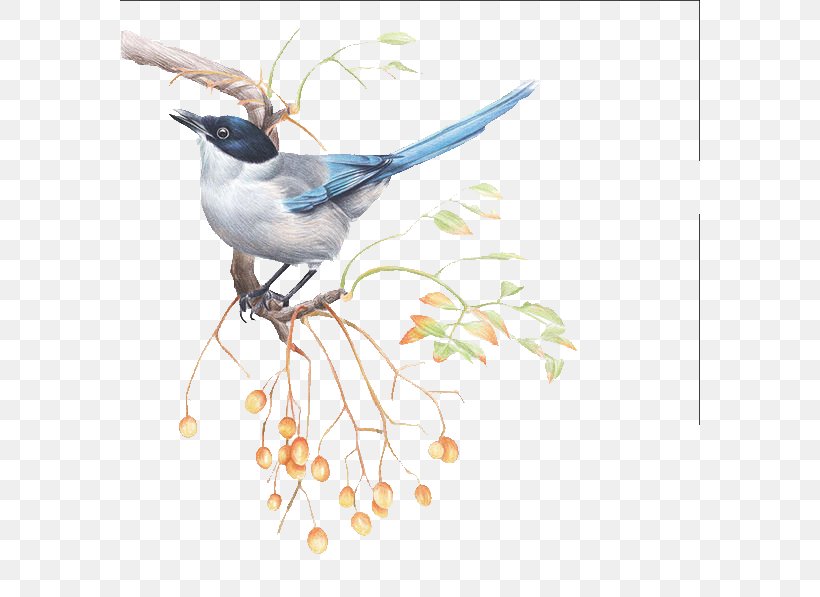 Bird Drawing Illustration, PNG, 580x597px, Bird, Aliexpress, Animal, Azurewinged Magpie, Beak Download Free