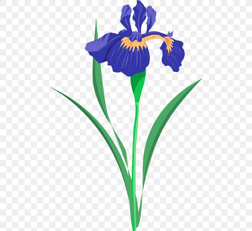 Iris Versicolor Iris Lacustris Clip Art, PNG, 495x750px, Iris Versicolor, Art, Blog, Eye, Flora Download Free