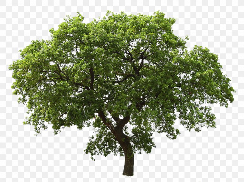 Tree Oak, PNG, 960x718px, Tree, Autumn Leaf Color, Branch, Dawn Redwood, Image File Formats Download Free