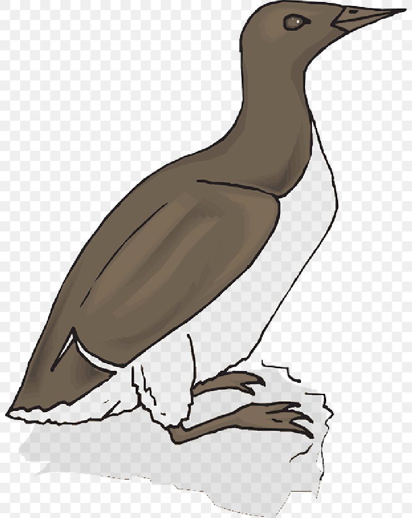 Bird Goose Duck Beak Gulls, PNG, 800x1030px, Bird, Beak, Bluefooted Booby, Booby, Drawing Download Free