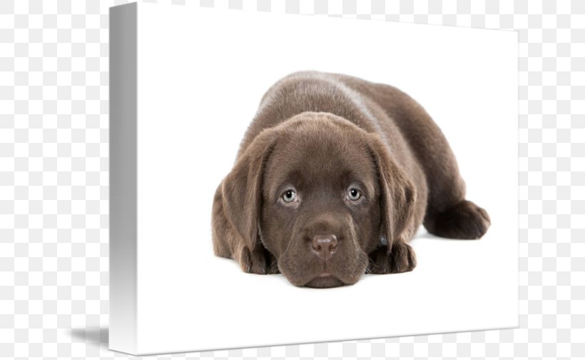 Labrador Retriever Flat-Coated Retriever Puppy Golden Retriever Dog Breed, PNG, 650x504px, Labrador Retriever, Alamy, Arbeitshund, Canis, Carnivoran Download Free