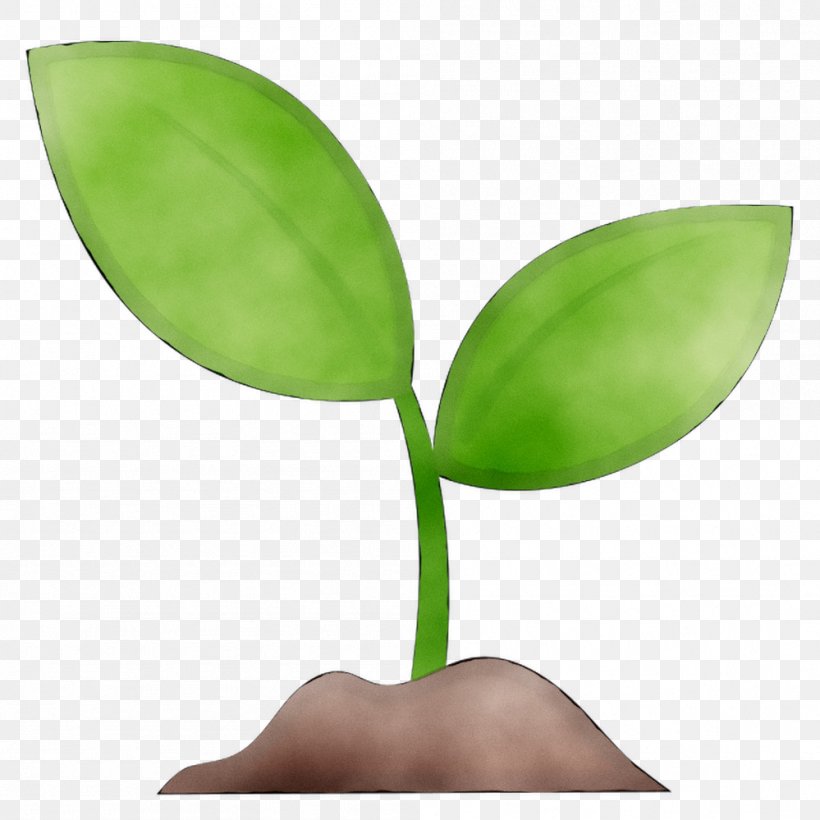 Leaf Plant Stem Product Design, PNG, 999x999px, Leaf, Botany, Flower, Flowering Plant, Green Download Free