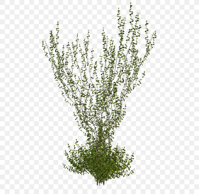 Plant Stem Shrub Clip Art, PNG, 564x800px, Plant, Branch, Flower, Grass, Nature Download Free