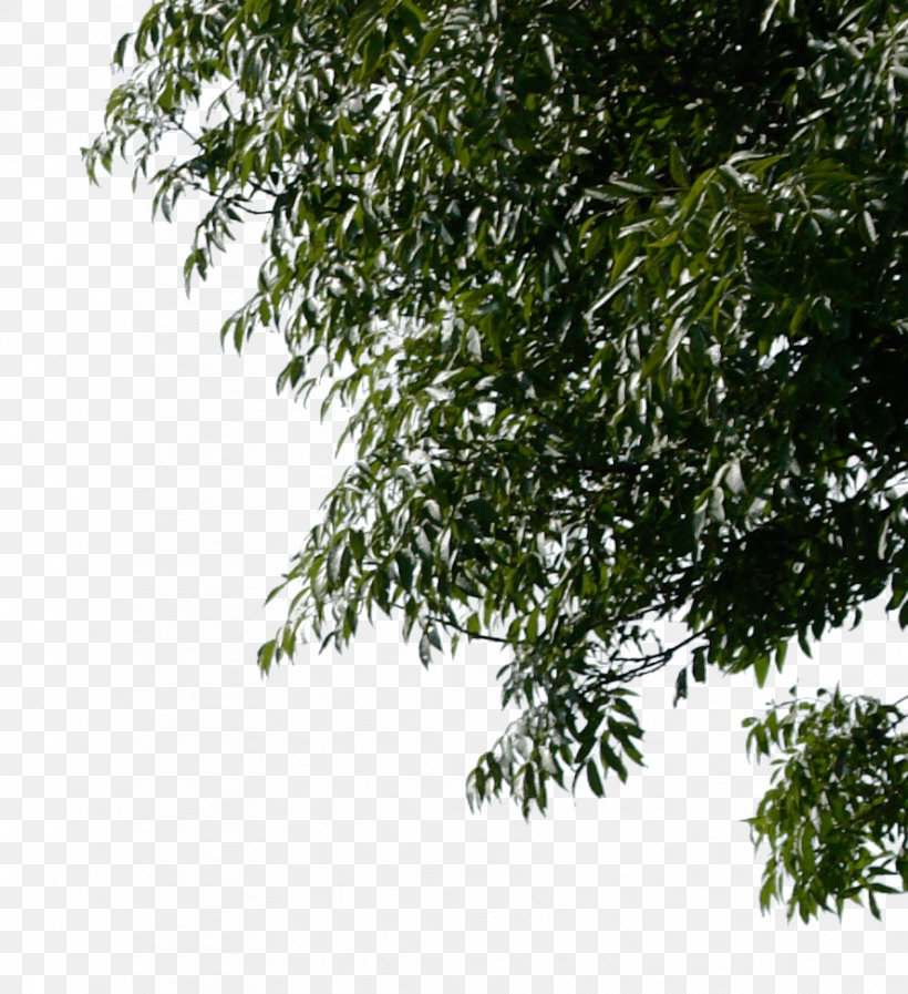 Tree Branch Desktop Wallpaper, PNG, 888x972px, Tree, Branch, Evergreen, Image File Formats, Leaf Download Free