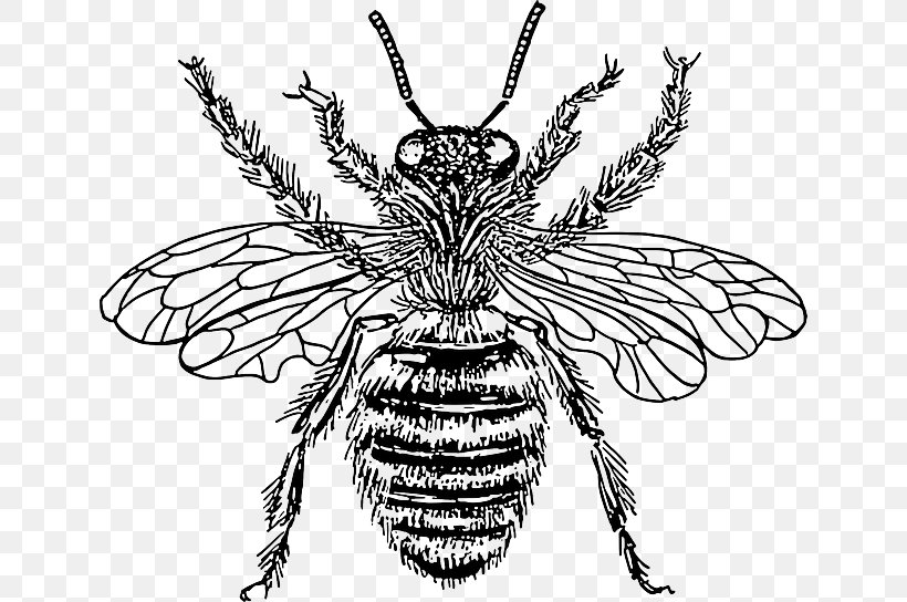 Western Honey Bee Beehive Clip Art, PNG, 640x544px, Bee, Art, Arthropod, Artwork, Beehive Download Free