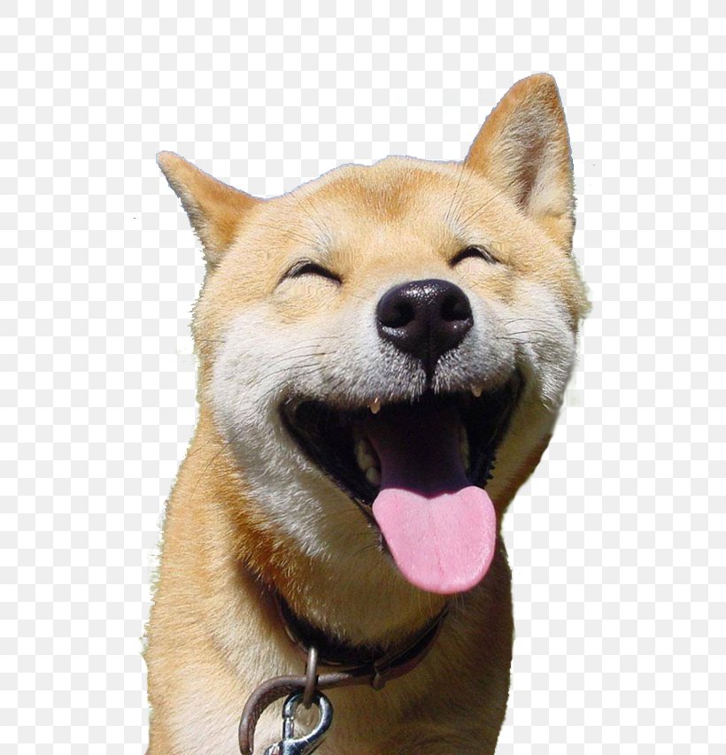 Akita Shiba Inu Puppy Pet Service Dog, PNG, 543x853px, Akita, Akita Inu, Ancient Dog Breeds, Animal, Breed Download Free