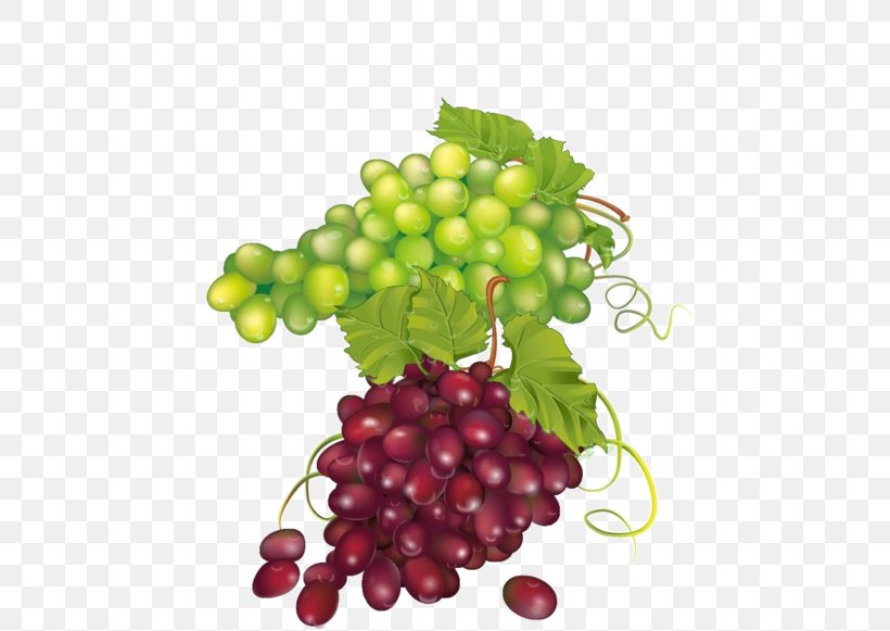 Common Grape Vine Zante Currant Seedless Fruit Grape Leaves, PNG, 600x581px, Grape, Auglis, Berry, Common Grape Vine, Currant Download Free