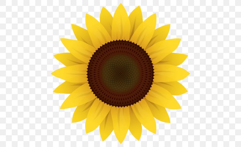 Common Sunflower Clip Art, PNG, 500x500px, Common Sunflower, Close Up, Daisy Family, Drawing, Flower Download Free