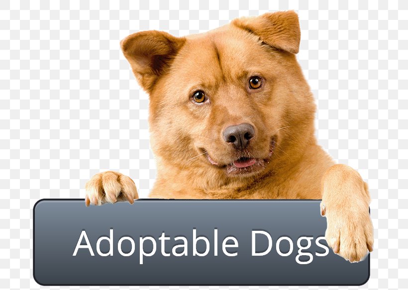 Dog Cat Pet Adoption Animal Shelter, PNG, 702x583px, Dog, Adoption, Animal Rescue Group, Animal Shelter, Cat Download Free