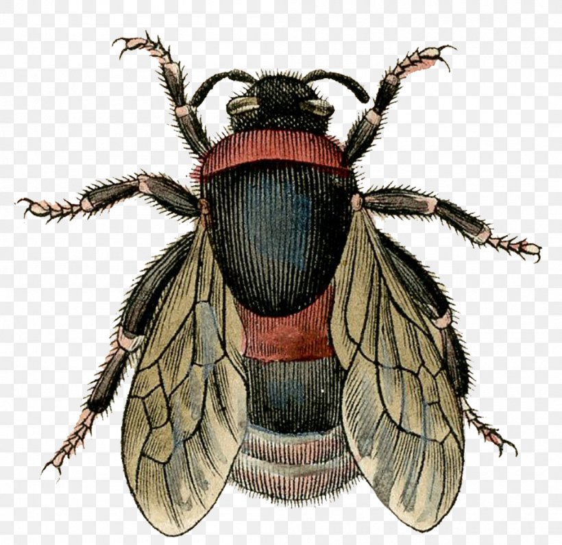 Honey Bee Insect Bumblebee, PNG, 1050x1019px, Bee, Arthropod, Beetle, Bumblebee, Drawing Download Free