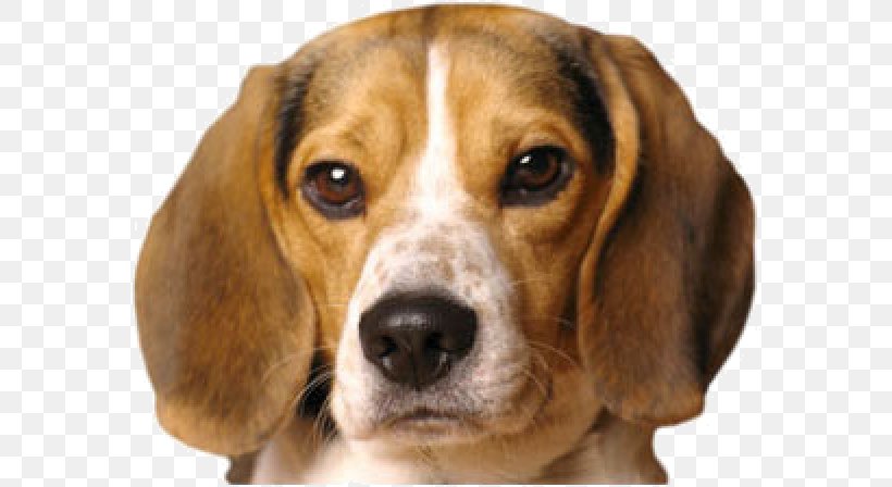 Pocket Beagle Puppy Black And Tan Coonhound Basset Hound, PNG, 580x448px, Beagle, American Foxhound, Animal, Basset Hound, Beagle Harrier Download Free