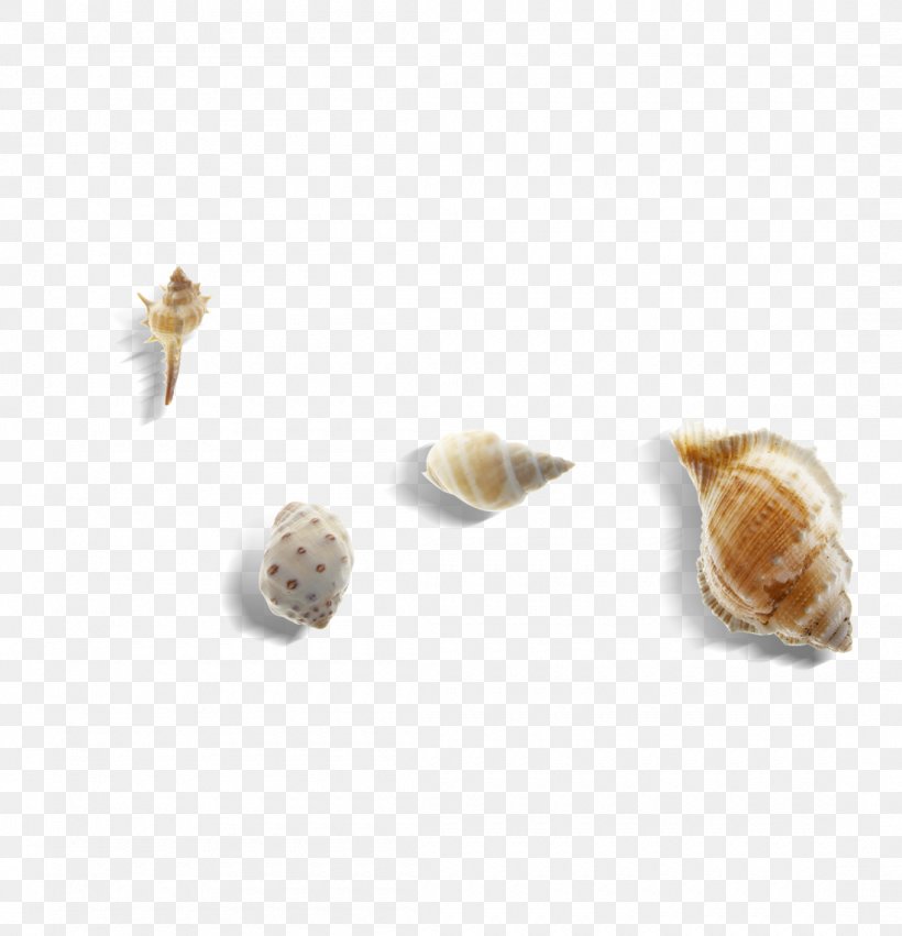Sea Snail Conch Seashell, PNG, 1100x1142px, Seashell, Conch, Conchology, Gastropods, Lobatus Gigas Download Free