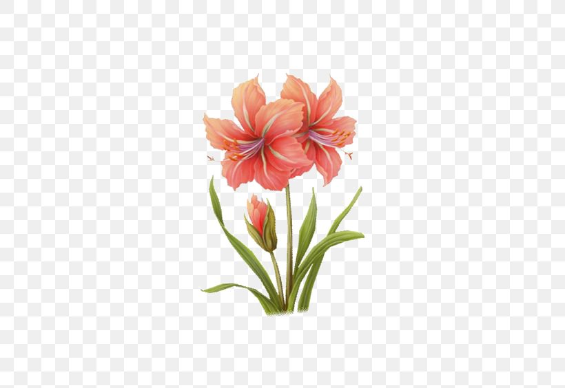 Watercolor: Flowers Watercolor Painting, PNG, 564x564px, Watercolor Flowers, Amaryllis Belladonna, Amaryllis Family, Art, Cut Flowers Download Free