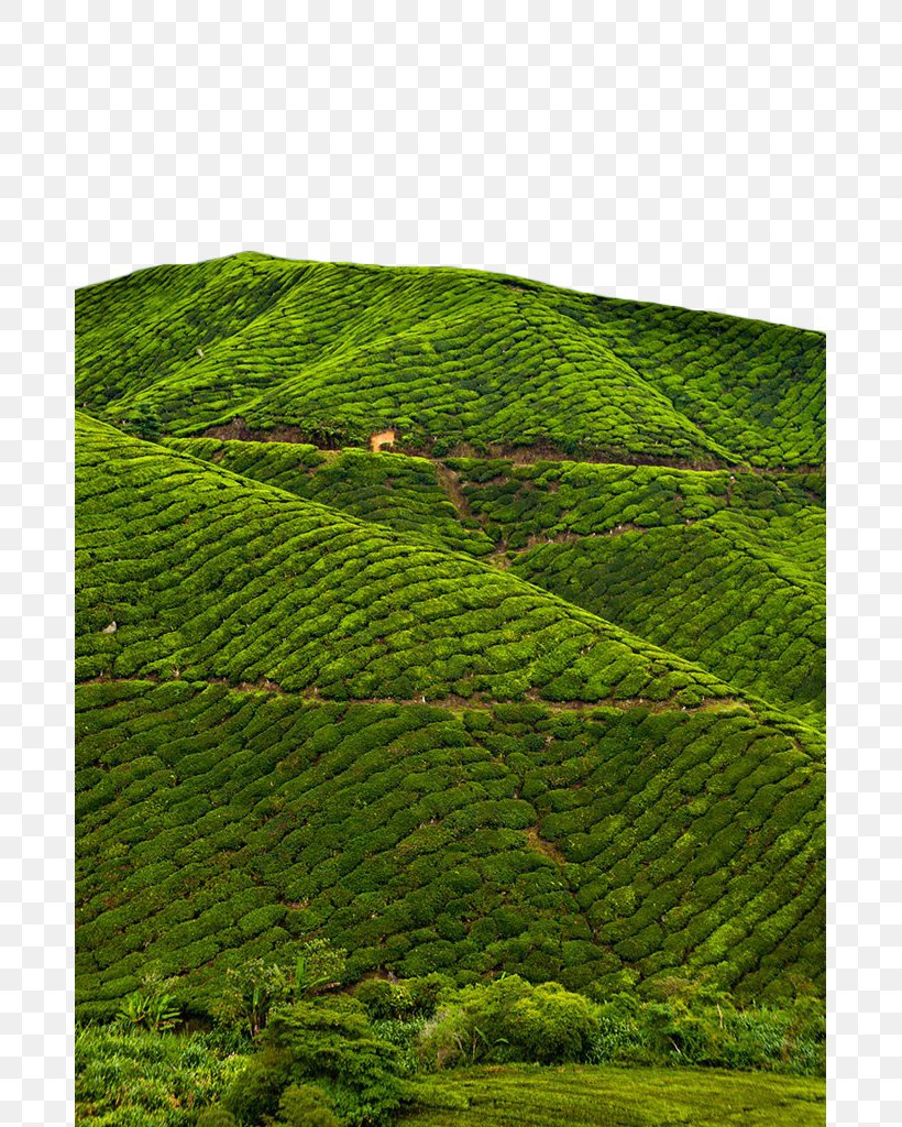 Charleston Tea Plantation Tea Garden Camellia Sinensis Stock Photography, PNG, 683x1024px, Tea, Advertising, Agriculture, Alamy, Camellia Sinensis Download Free