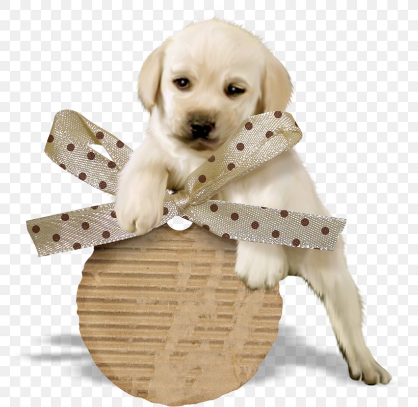 Labrador Retriever Poodle Puppy Golden Retriever, PNG, 790x800px, Labrador Retriever, Assistance Dog, Beige, Canidae, Carnivore Download Free