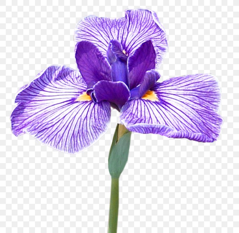 Northern Blue Flag Flower Orris Root Iris Croatica Irises, PNG, 793x800px, Northern Blue Flag, Flower, Flowering Plant, Garden Roses, Gold Download Free