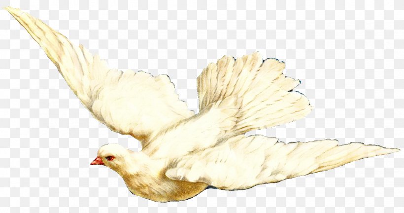 Animal Cartoon, PNG, 1430x755px, Rooster, Animal, Beak, Bird, Chicken Download Free