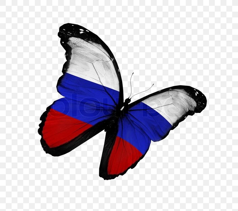 Flag Of South Korea National Flag Stock Photography, PNG, 800x727px, Flag Of South Korea, Blue, Brush Footed Butterfly, Butterfly, Flag Download Free