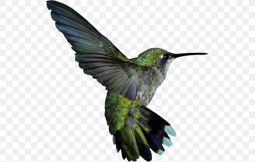 Google Hummingbird Ruby-throated Hummingbird Clip Art, PNG, 526x523px, Hummingbird, Algorithm, Archilochus, Beak, Bird Download Free