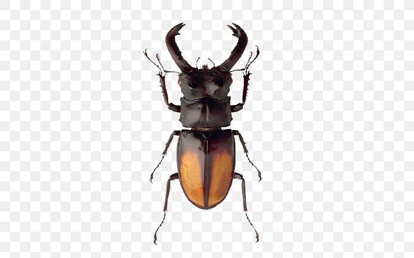 Stag Beetle Elephant Beetle Dynastinae Clip Art, PNG, 512x512px, Beetle, Antler, Arthropod, Coffee Borer Beetle, Deer Download Free
