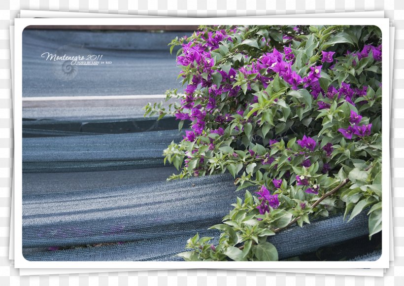 Flowering Plant Shrub, PNG, 1200x850px, Flowering Plant, Flora, Flower, Plant, Purple Download Free
